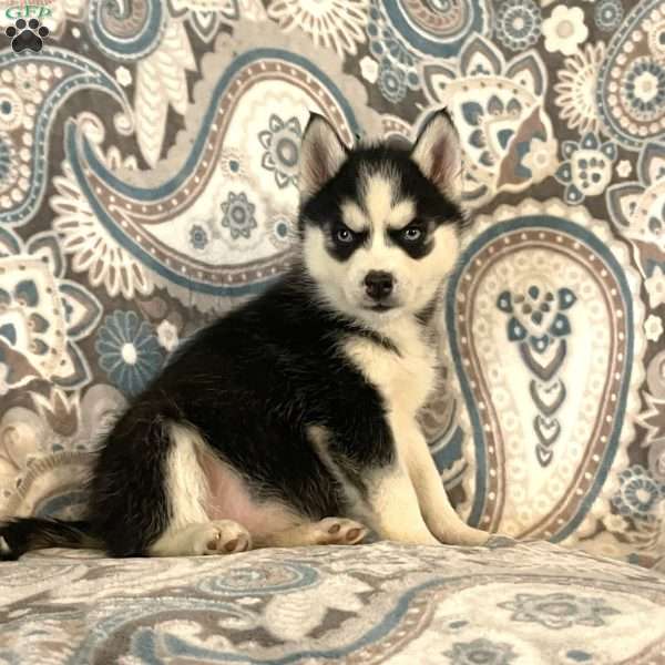 Nikki, Siberian Husky Puppy